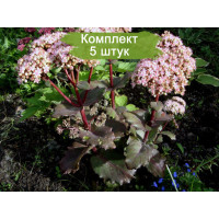 Комплект 5шт  / Очиток (седум) Крейзи Рафлз